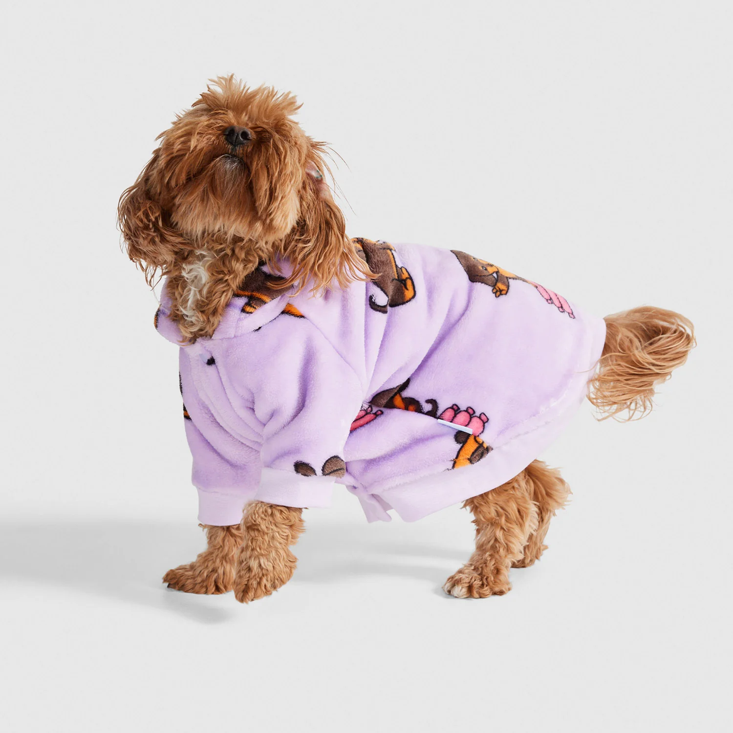 Dachshund - Image 2