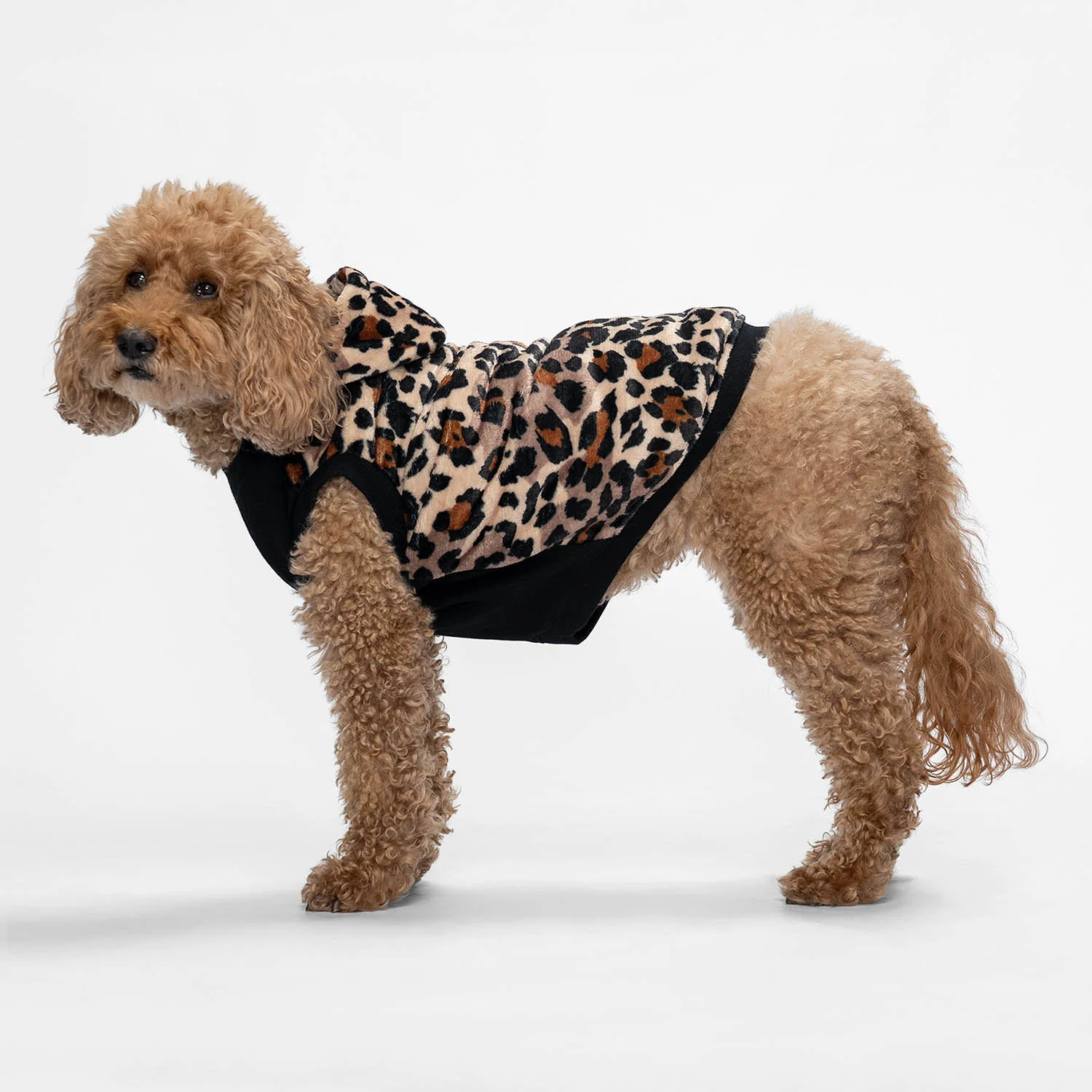 Leopard - Image 4