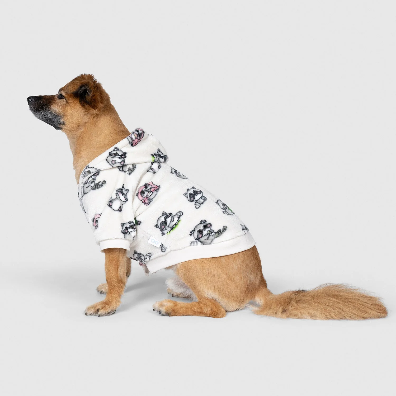 Raccoon - Image 2